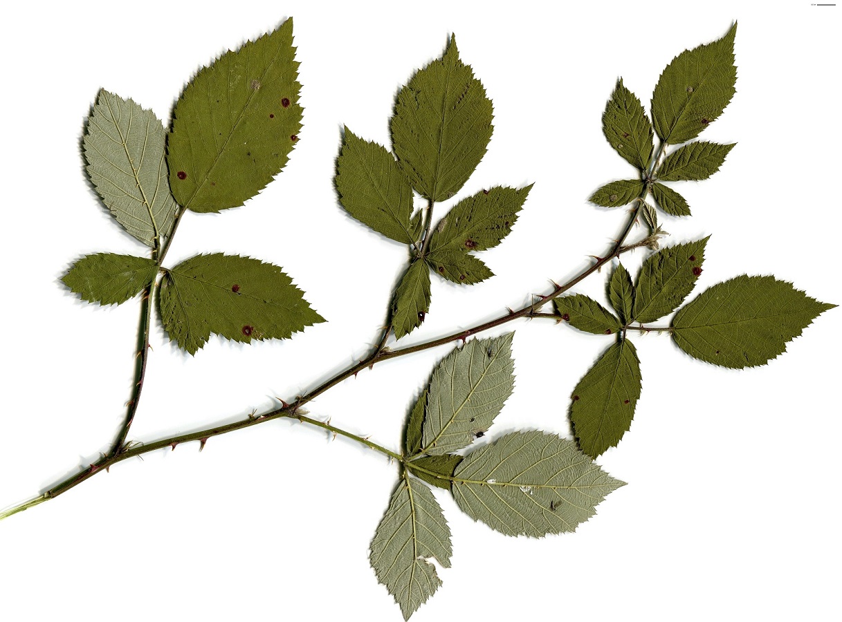 Rubus x uncinellus (Rosaceae)